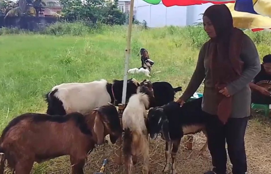 Meski Biaya Naik, Rini Tetap Jual Kambing Kurban dengan Harga Lama