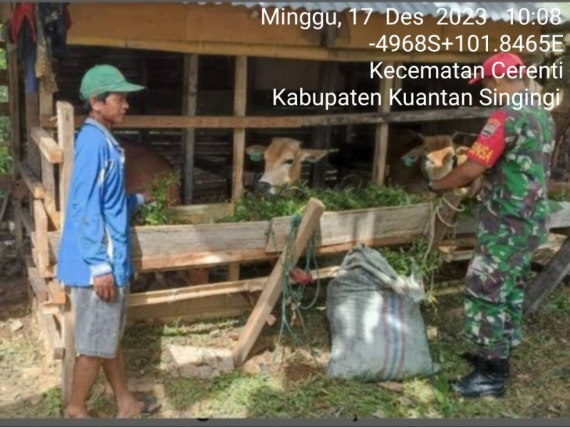 Serda Juanda Anggota Koramil 06/Cerenti Kodim 0302/Inhu Pantau Sapi Warga Binaan Mengantisipasi Penularan Penyakit Mulut Dan Kaki