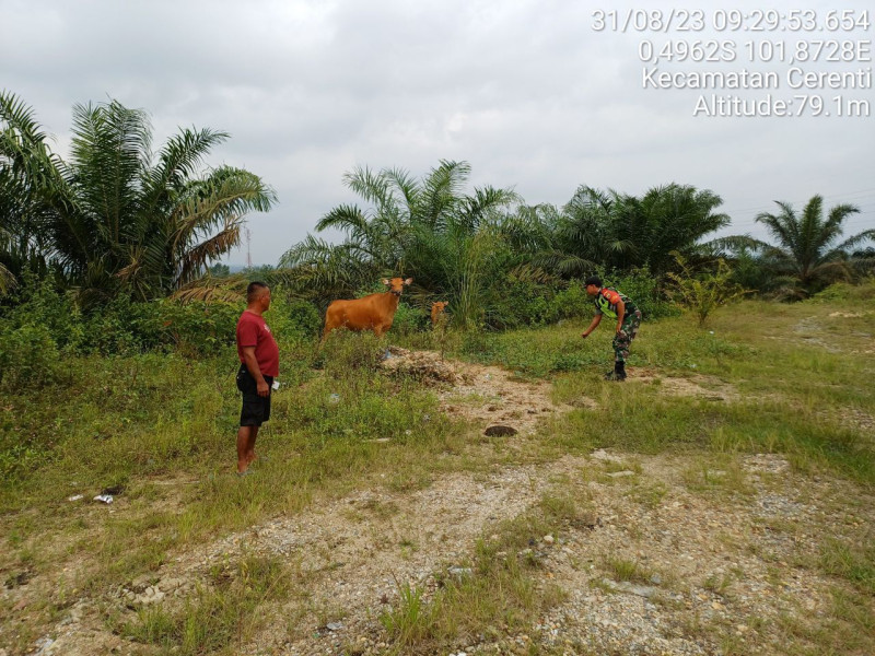 Anggota Koramil 06/Cerenti Kodim 0302/Inhu Mengantisipasi Penularan Penyakit Mulut Dan Kaki