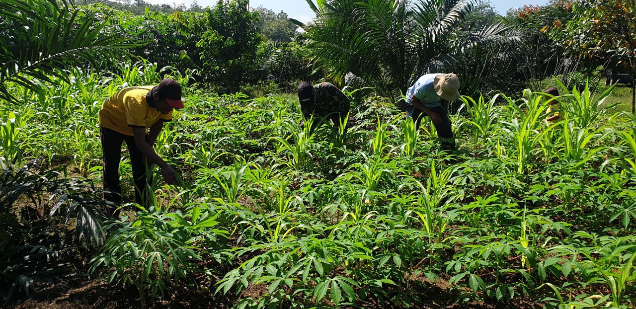 Serda Epy Suanto Anggota Koramil 07 Kuantan Hilir Dim 0302 Inhu Melakukan Perawatan Tanaman Jagung