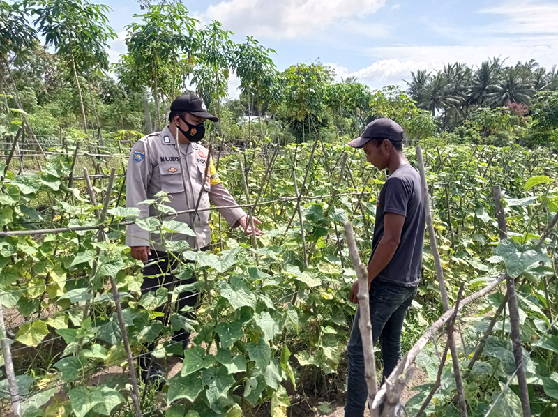 Dukung 100 Hari Program Kapolri, Polsek Langgam Kembali Kontrol Program Ketahanan Pangan