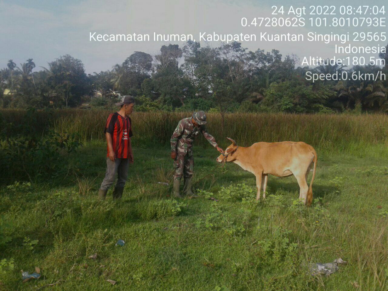 Di Desa Pulau Panjang Hilir Serda Dumen Siregar Babinsa Koramil 06/Cerenti Kodim 0302/Inhu Babinsa Pantau Dan Cek Ternak Sapi Antisipasi Wabah PMK