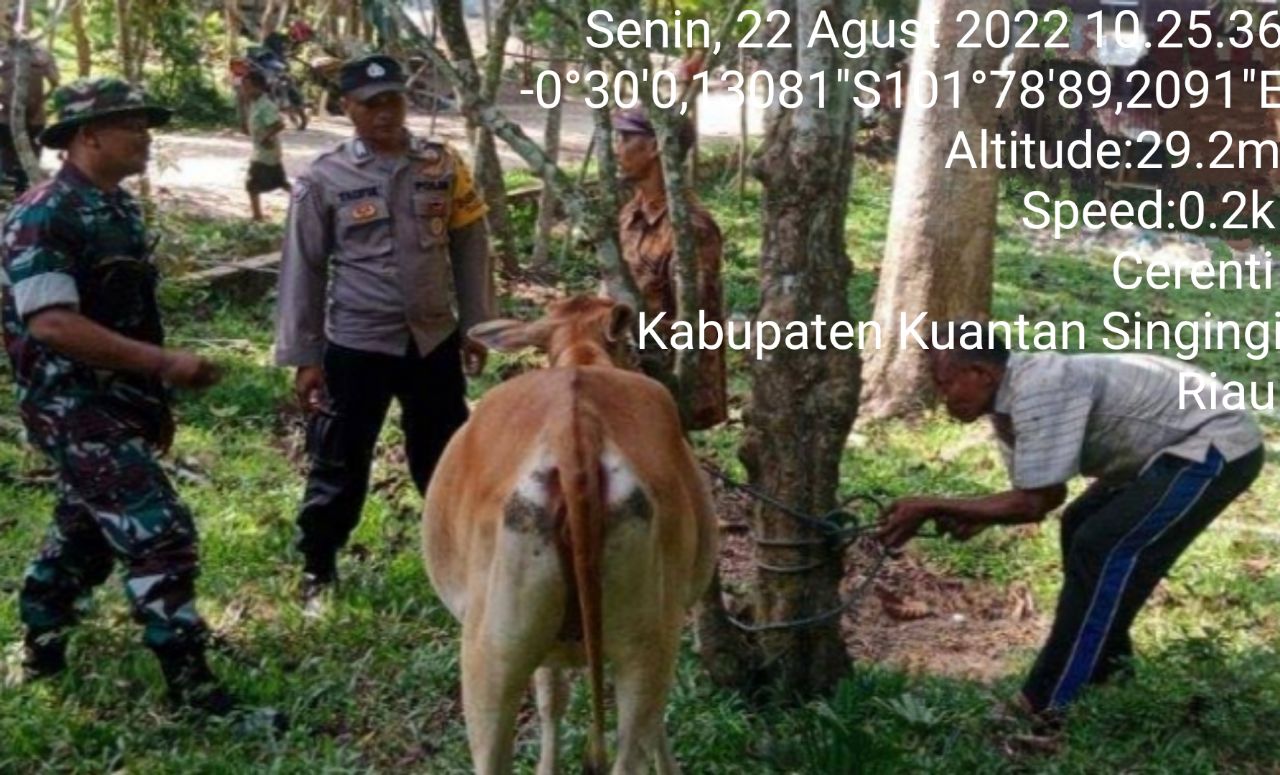 Anggota Koramil 06/Cerenti Kodim 0302/Inhu Mengantisipasi Penularan Penyakit Mulut Dan Kaki (PMK) Sapi di Desa Kampung Baru Timur Cerenti