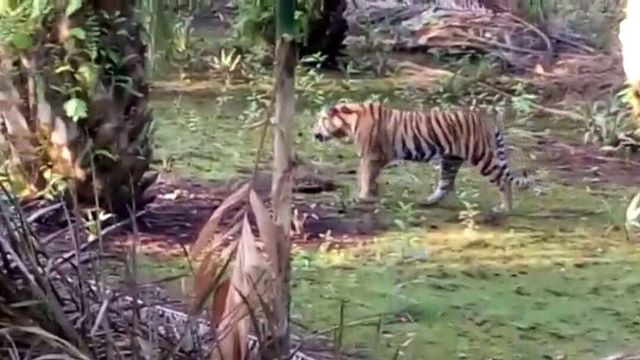 Harimau Berkeliaran di Pemukiman Buat Masyarakat Pelangiran Inhil Resah