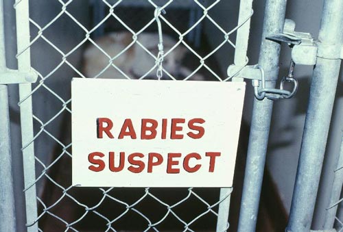 Rabies di Bengkalis Sudah Telan Tiga Korban Meninggal