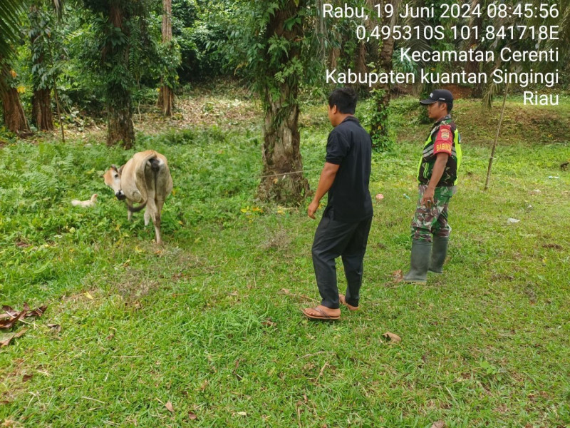Kopda Junaidi Babinsa Koramil 06/ Cerenti Kodim 0302/Inhu  Cek Ternak Warga Antisipasi PMK