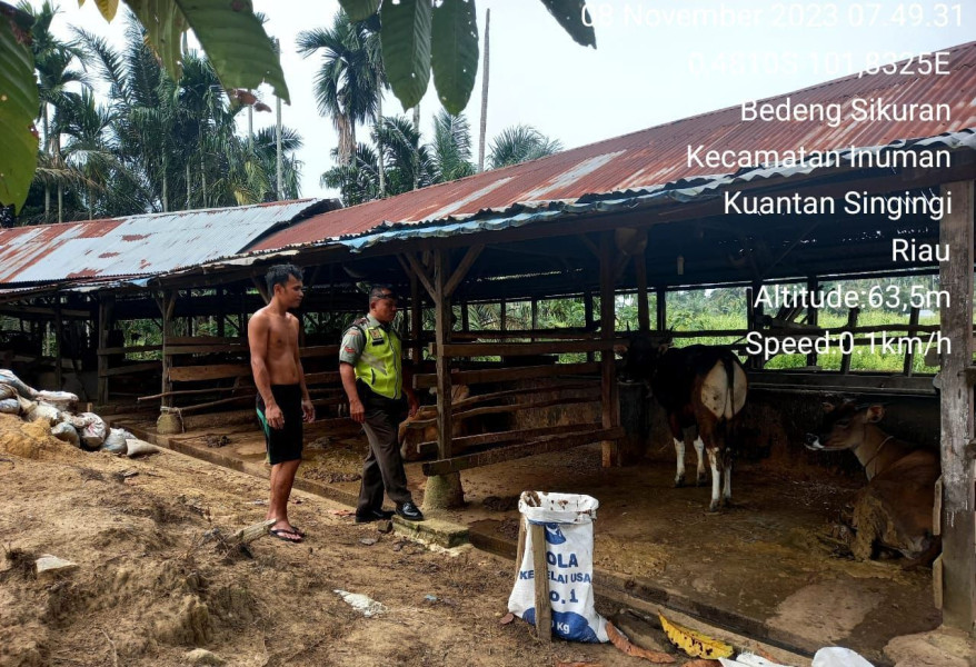 Babinsa Koramil 06/Cerenti Kodim 0302/Inhu Sosialisasikan Pencegahan Virus PMK di Kandang Sapi