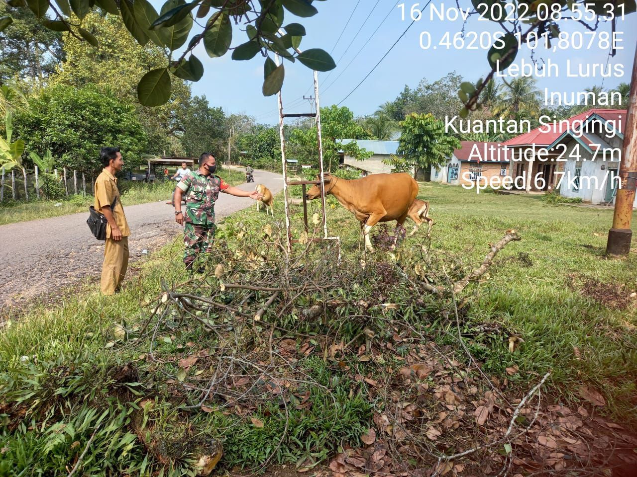 Waspada Wabah PMK, Babinsa Koramil 06/Cerenti Kodim 0302/InhuKontrol Hewan Ternak Di Wilayah di Desa Lebuh Lurus Kecamatan Inuman Kabupaten Kuansing 