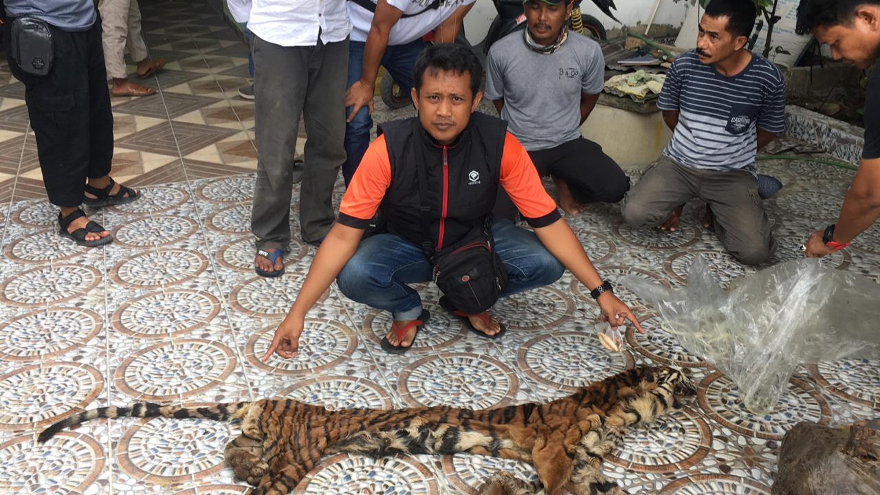 Polda Riau Amankan Tiga Orang Kurir Perdagangan Kulit Dan Organ Harimau Sumatera Di Indragiri Hulu.