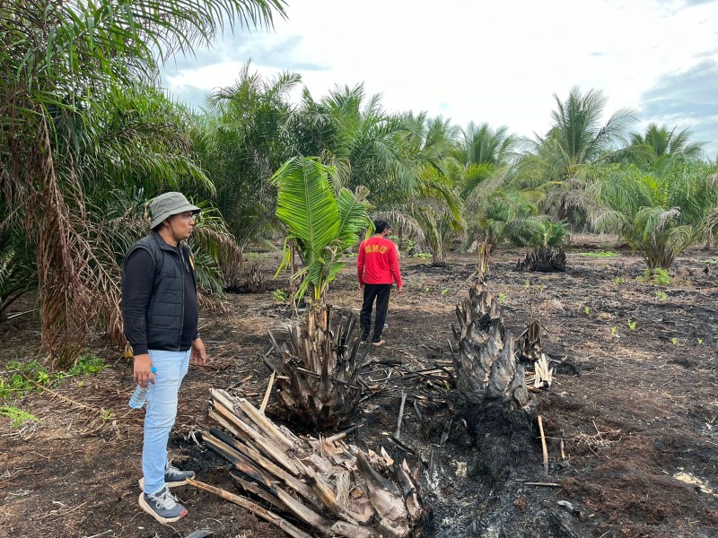 Polres Pelalawan Ungkap Pembakar Lahan 500 Hektare di Teluk Meranti
