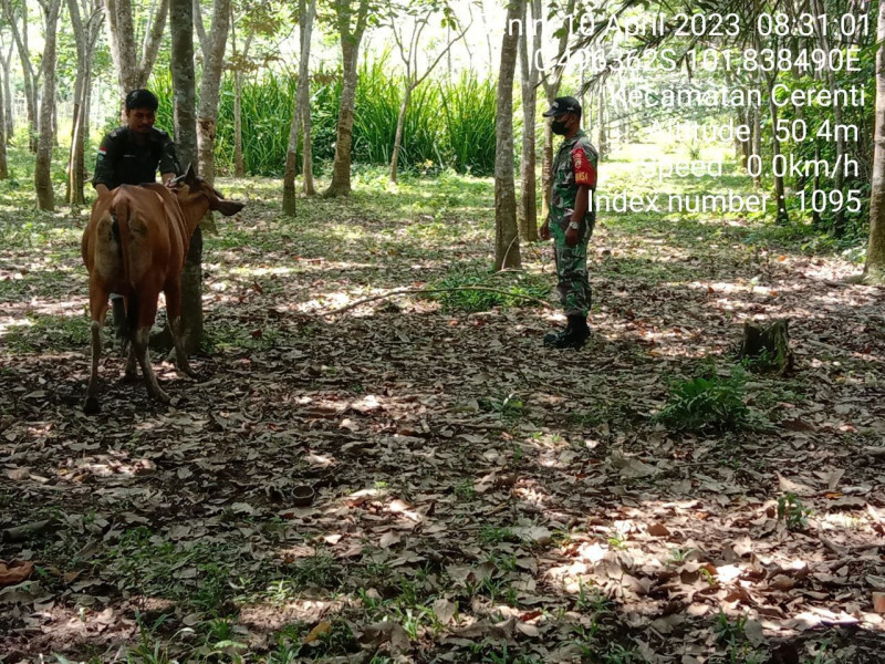 Babinsa Koramil 06/Cerenti Kodim 0302/Inhu Kopda Junedi Cek Sapi Warga Desa Kompe Berangin Antisipasi PMK Sapi
