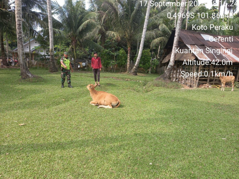 Untuk Pastikan Hewan Ternak Bebas Dari Virus PMK,Babinsa Koramil 06/Cerenti Kodim 0302/Inhu Datangi Peternak Ke Kandang Sapi di Kelurahan Koto Peraku
