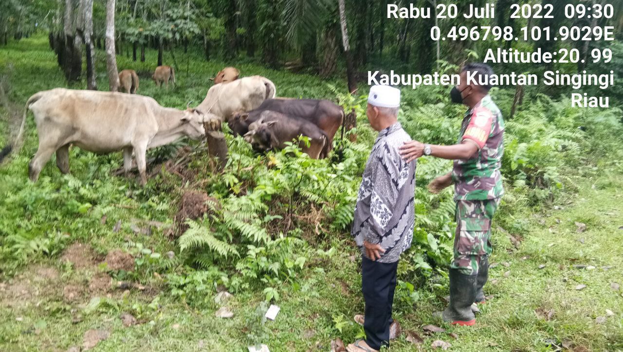 Babinsa Koramil 06/Cerenti Kodim 0302/Inhu Babinsa Terus Memantau Dan Mengantisipasi Penularan Penyakit Mulut Dan Kaki (PMK) Sapi Masyarakat  Desa Pulau Sipan Kecamatan Inuman