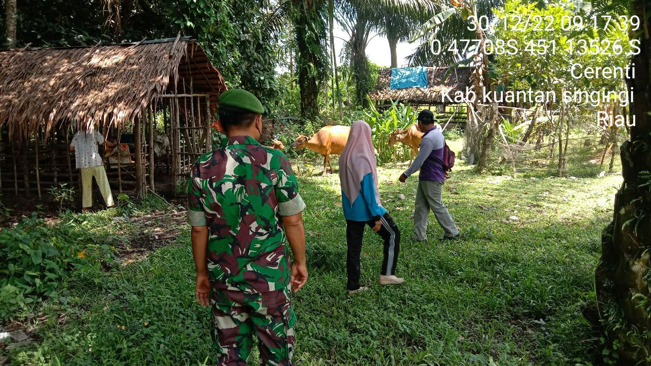 Anggota Koramil 06/Cerenti Kodim 0302/Inhu Sertu Efison Mengantisipasi Penularan Penyakit Mulut Dan Kaki (PMK) Sapi
