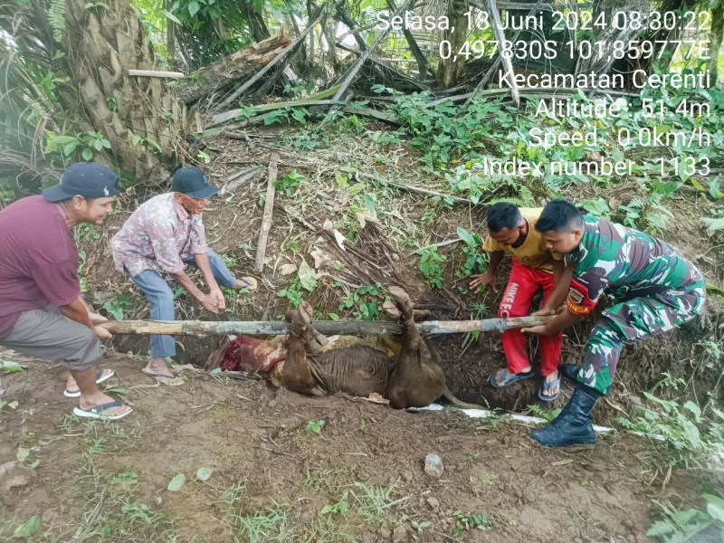 Babinsa Koramil 06/Cerenti Kodim 0302/Inhu Bantu Warga Desa Binaan Dalam Kegiatan Pemotongan Hewan Qurban Pada Hari Raya Idul Adha 1445/2024