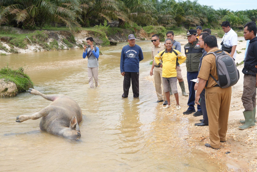 Suhardiman Ingatkan Peternak Bagian Hilir Sungai Kukok Waspada