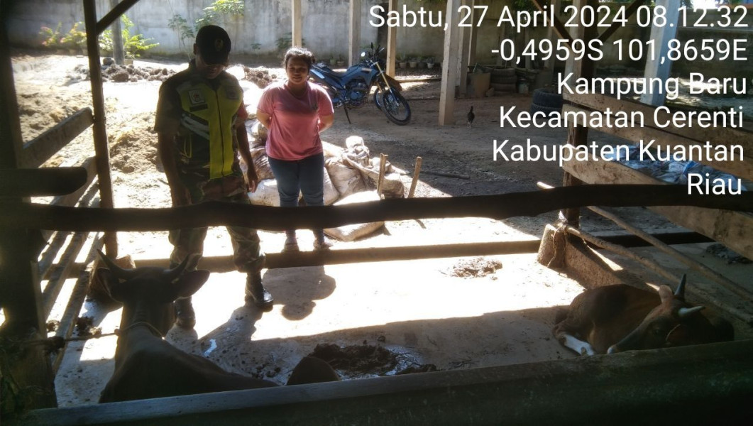 Serda Dumen Siregar Babinsa Koramil 06/Cerenti Kodim 0302/Inhu Mengantisipasi Penularan Penyakit Mulut Dan Kaki Sapi Diwilayah Teritorialnya 