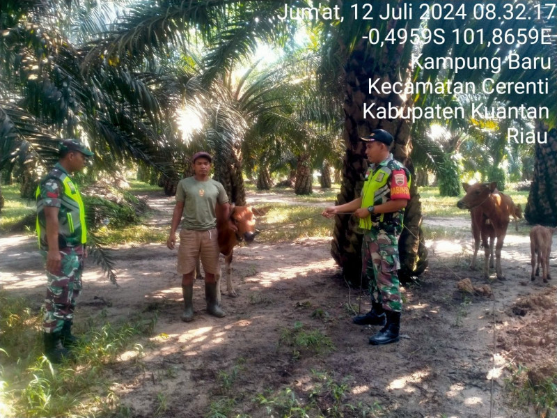 Di Desa Kampung Baru Kopda Mohamad Soleh Babinsa Koramil 06/Cerenti Kodim 0302/Inhu Mengantisipasi Penularan Penyakit Mulut Dan Kaki Sapi 