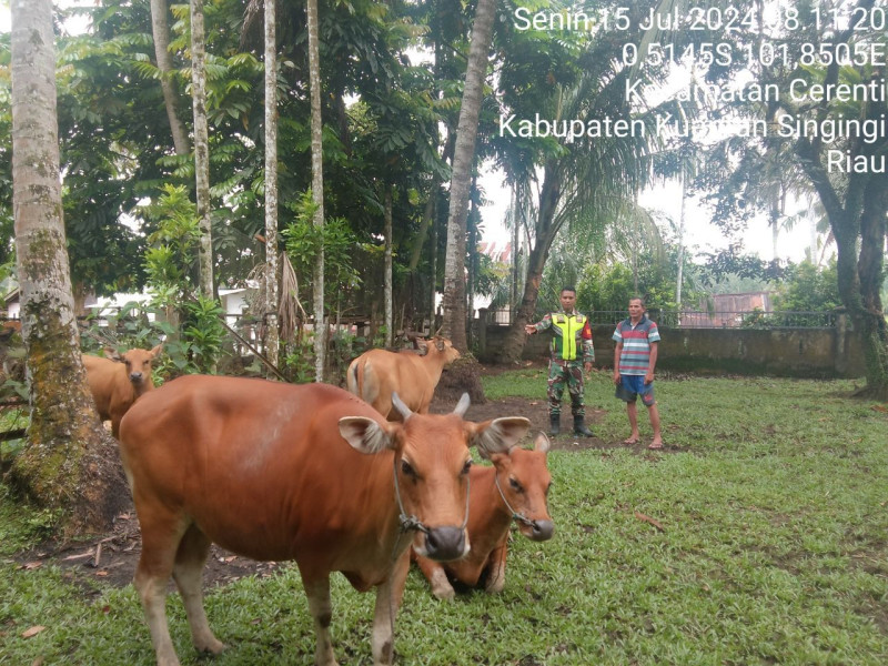 Babinsa Koramil 06/Cerenti Kodim 0302/Inhu Praka Fardan Sinaga Cek Ternak Warga Antisipasi Penyakit Ternak Sapi