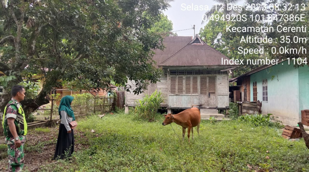 Babinsa Koramil 06/Cerenti Kodim 0302/Inhu Kopda Junedi Cek Ternak Sapi Warga Antisipasi Wabah PMK Didesa Kampung BARU Timur  Kecamatan Cerenti