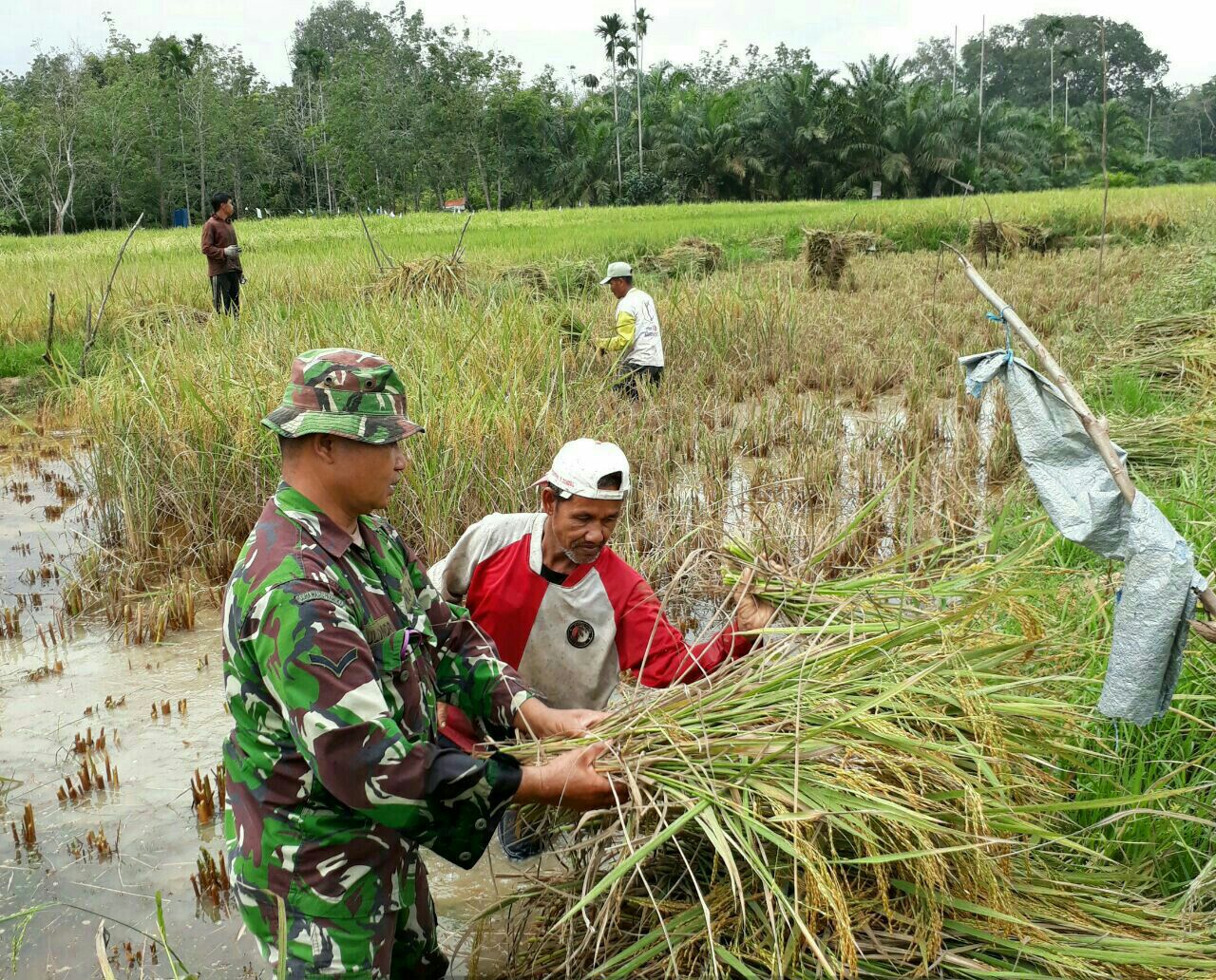 Serda Yuliondra Panen Padi Bersama Dengan Warga Di Desa Koto Tuo Baserah.