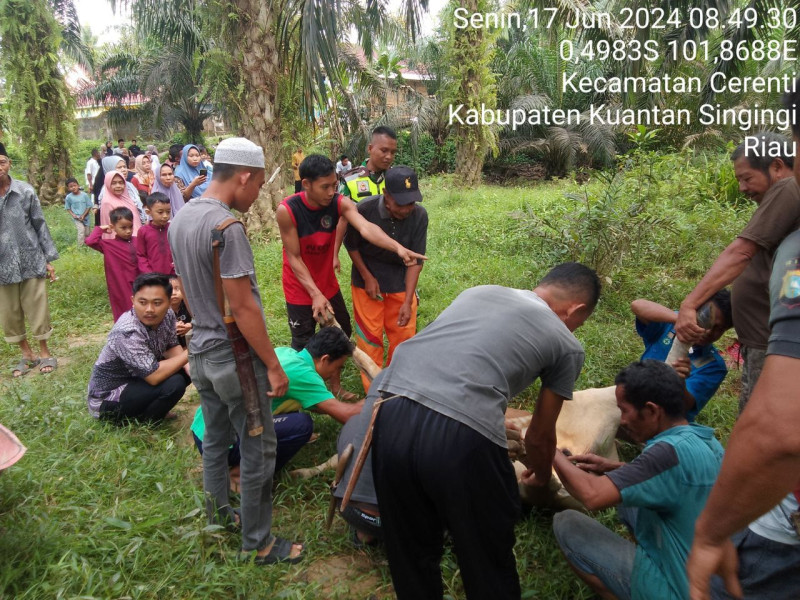 Babinsa Koramil 06/Cerenti Kodim 0302/Inhu Ikut Dalam  Kegiatan Pemotongan Hewan Qurban Didesa Binaan