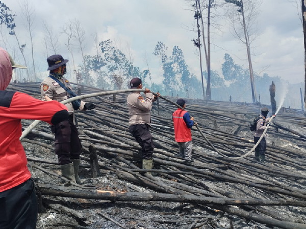 Habitat Gajah dan Harimau Sumatera di TN Tesso Nilo Terbakar, Diduga Akibat Perambahan