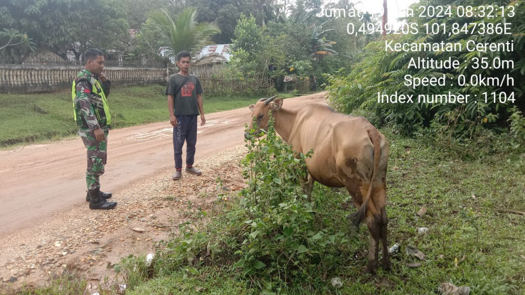 Antisipasi PMK, Praka Fardan Babinsa Koramil 06/Cerenti Kodim 0302/Inhu Cek Sapi Warga