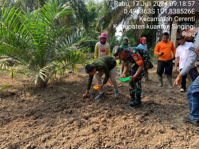 Babinsa Koramil 06/ Cerenti Kodim 0302/Inhu  Melakukan Kegiatan  Padat Karya Tunai (PKTD) Penanaman Jagung Unggul Masyarakat  Desa Tanjung Medan