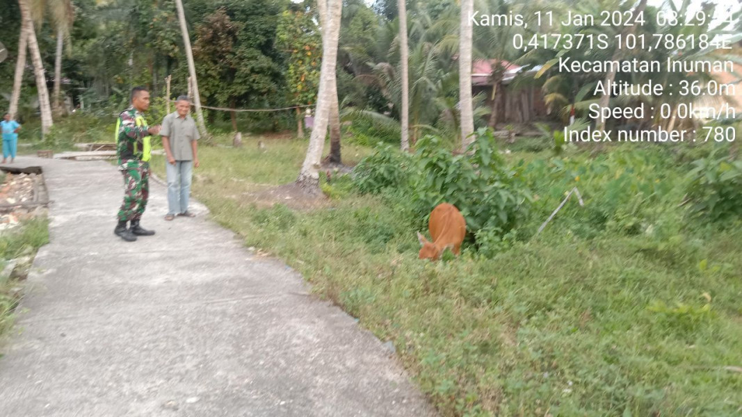 Di Desa Koto Inuman Kecamatan Inuman, Babinsa Koramil 06/Cerenti Kodim 0302/Inhu Cek Ternak Sapi Warga Antisipasi Wabah PMK