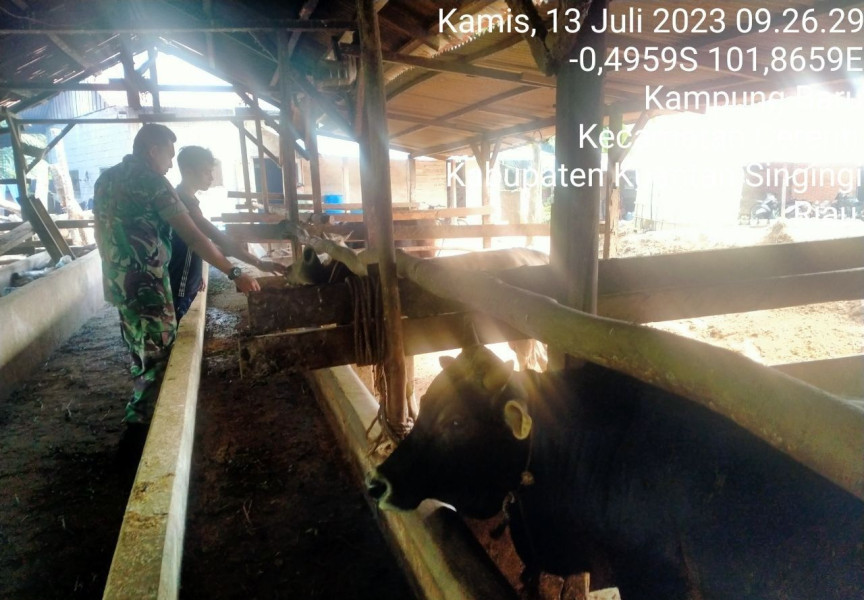 Didesa Kampung Baru Kopda Mohamad Soleh Babinsa Koramil 06/Cerenti Kodim 0302/Inhu Antisipasi Penularan Penyakit Mulut Dan Kaki (PMK) Sapi Wilayah Kecamatan Cerenti Kabupaten Kuansing