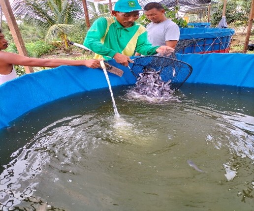 Matching Fund Kedaireka Universitas Riau : Kelompok Tani Berkat Usaha Terapkan Budidaya Ikan Lele Green Water System 