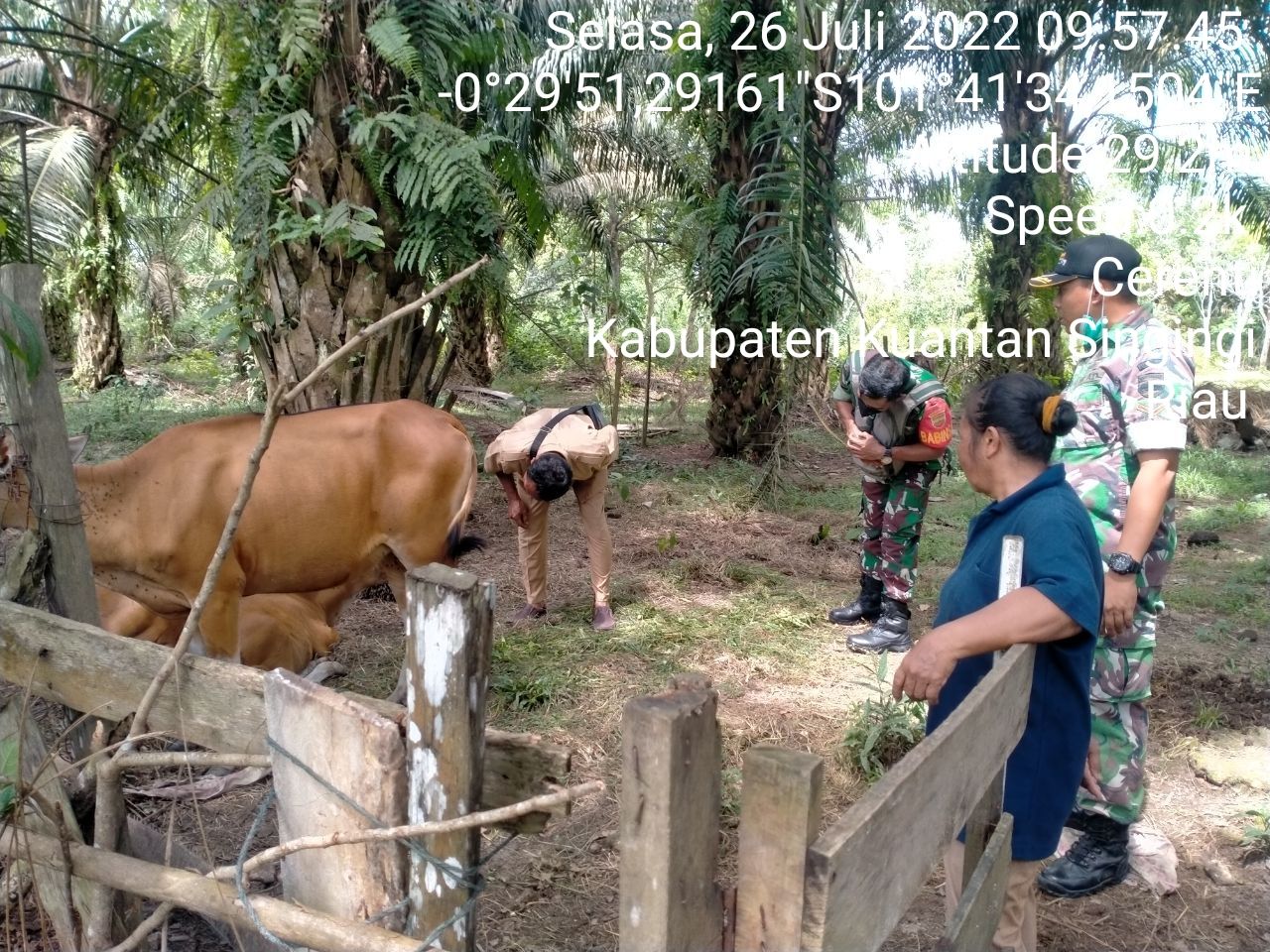 Anggota Koramil 06/Cerenti Kodim 0302/Inhu Mengantisipasi Penularan Penyakit Mulut Dan Kaki (PMK) Sapi di Desa Tanjung Medan Kecamatan Cerenti