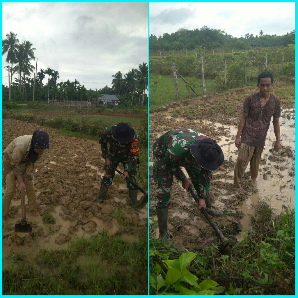 Babinsa Koramil Kuantan Hilir Membantu Petani Membersihkan Lahan Pertanian Di Desa Tanjung Putus.