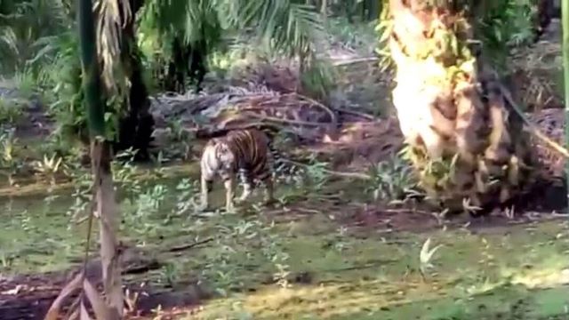 Harimau Berkeliaran di Pelangiran, Polres Inhil Koordinasi dengan BKSDA Riau