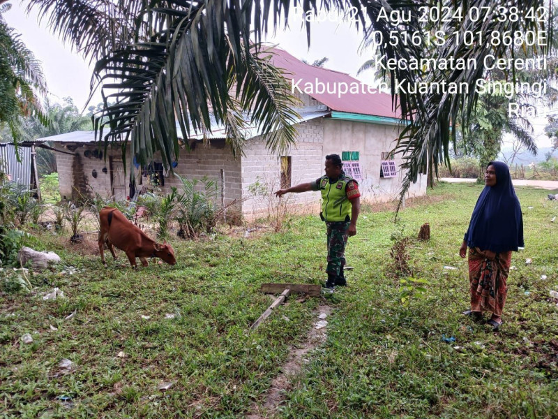 Untuk Mencegah Penyebaran Penyakit Ternak Babinsa Koramil 06/Cerenti Kodim 0302/Inhu Kopda Irwan Cek Ternak Warga 