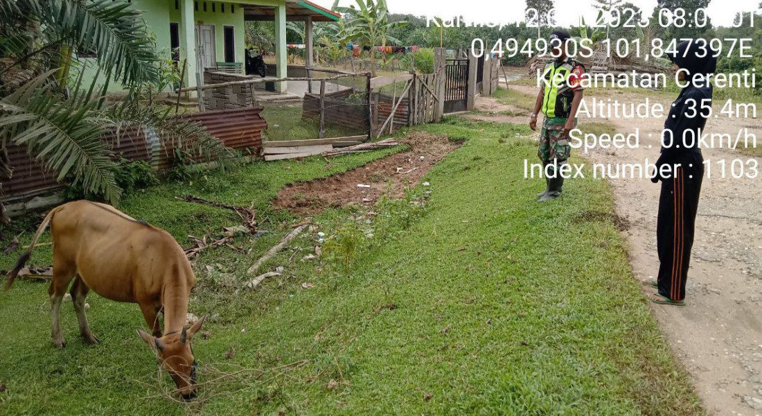 Di Wilayah Binaannya, Antisipasi PMK Kopda Junedi  Babinsa Koramil 06/Cerenti Kodim 0302/Inhu Cek Sapi Warga
