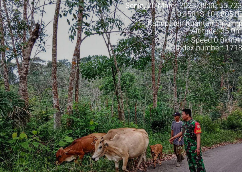 Babinsa Komaril 06/Cerenti Dim 0302/Inhu Pantau Dan Cek Kesehatan Sapi Milik Warga Secara Langsung Terkait Wabah PMK di Desa Pasar Inuman