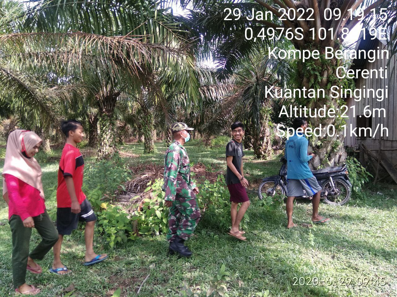 Babinsa Koramil 06/Cerenti  Kodim 0302/Inhu Tetap Lakukan Patroli Karhutlah Diwilayah Kompe Berangin Kecamatan Cerenti