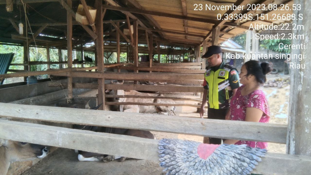 Anggota Koramil 06/Cerenti Kodim 0302/Inhu Selalu Aktif Mengantisipasi Penularan Penyakit Mulut Dan Kaki