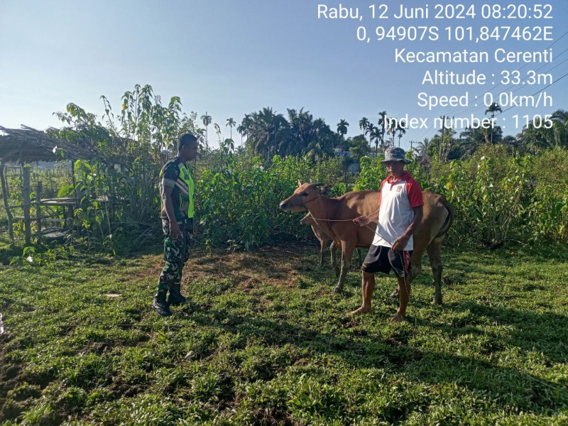 Pratu Reki Gunawan Babinsa Koramil 06/Cerenti Kodim 0302/Inhu Pantau Dan Cek Ternak Warga Antisipasi Pmk Di Desa Kampung Baru Kecamatan Cerenti 