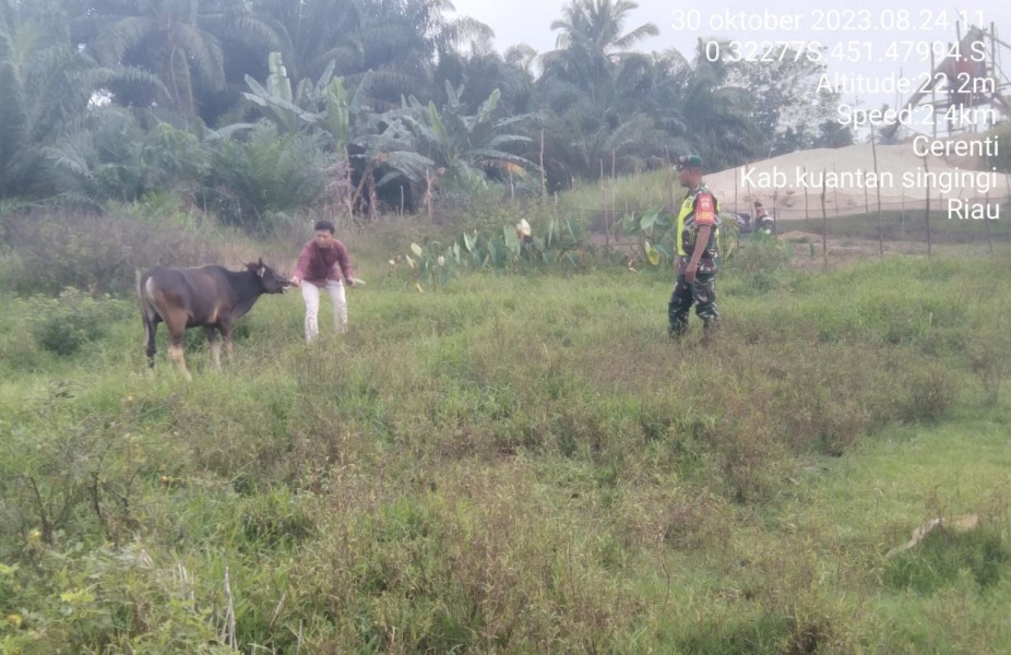 Pastikan Sapi Warga Binaan, Babinsa Koramil 06/Cerenti Kodim 0302/Inhu Pantau Sapi Warga Binaan