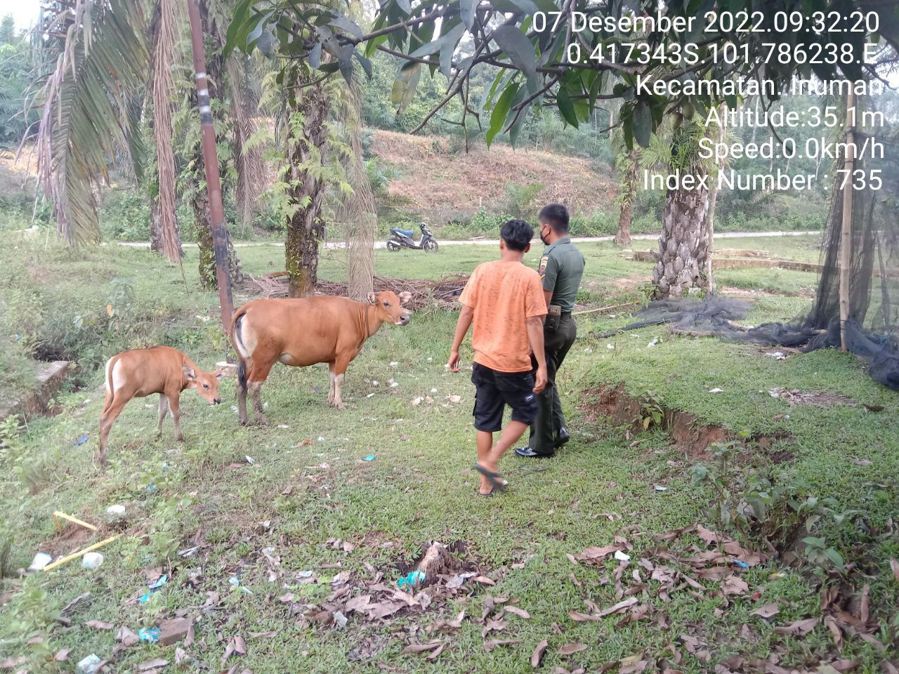 Untuk Antisipasi PMK Babinsa Koramil 06/Cerenti Kodim 0302/Inhu Cek Sapi Warga Binaan di Desa Lebuh Lurus Kecamatan Inuman 
