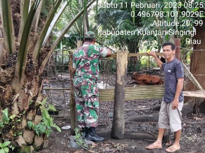 Anggota Koramil 06/Cerenti Kodim 0302/Inhu Mengantisipasi Penularan Penyakit Mulut Dan Kaki (PMK) Sapi di Desa Koto Cerenti