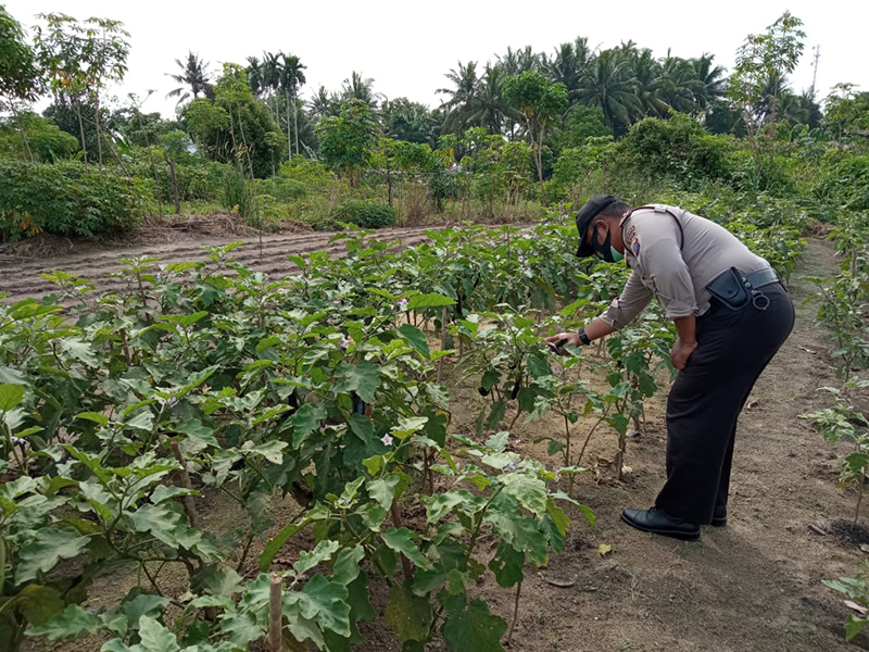 Anggota Polsek Langgam Tinjau Ketahanan Pangan yang Ada di Desa Segati