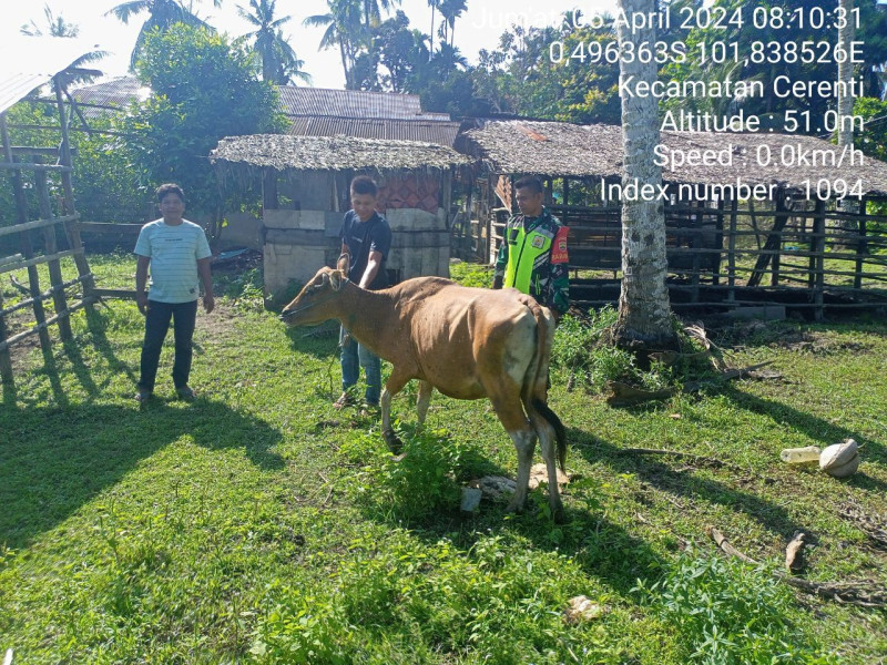Cegah Penyakit Ternak Warga, Pratu Reki Gunawan Babinsa Koramil 06/Cerenti Kodim 0302/Inhu Pantau Dan Cek Ternak Warga 