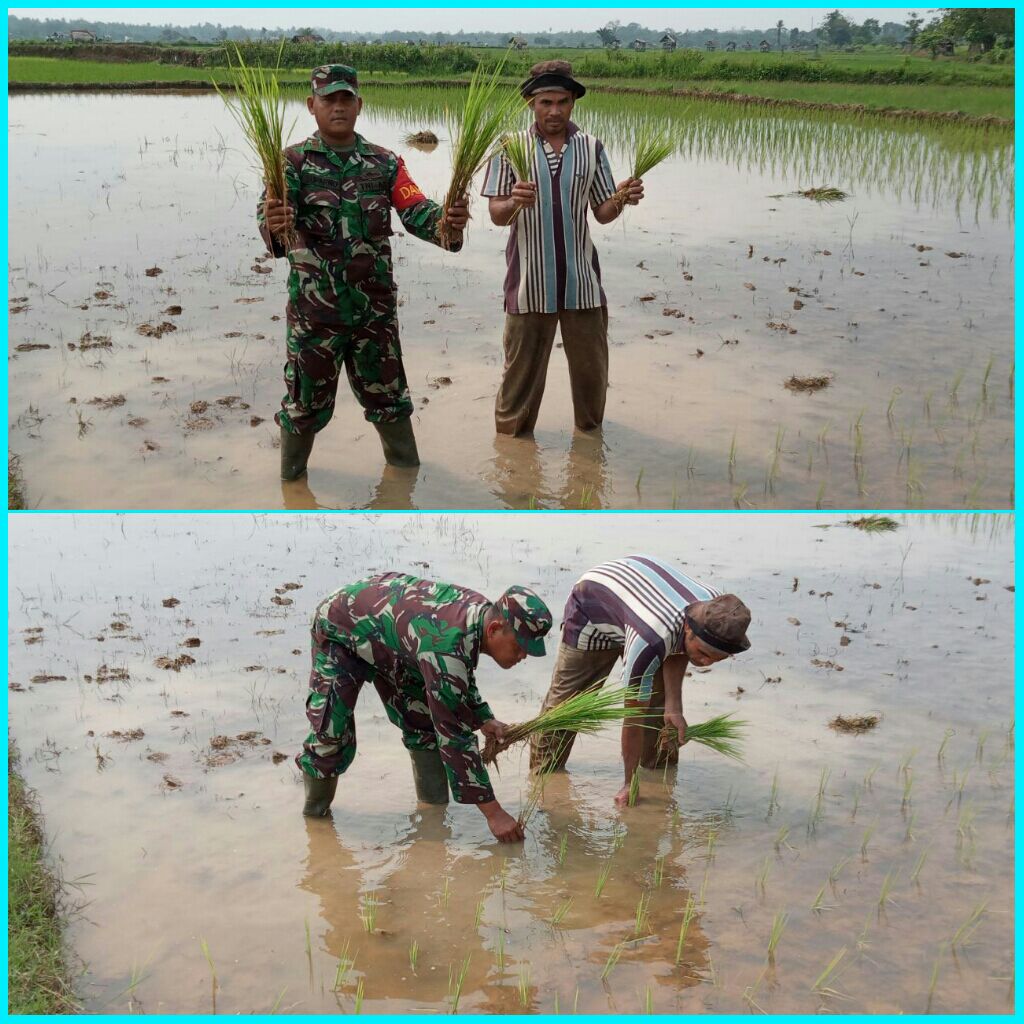 Danposmil 07/Kuantan Hilir Dim 0302/INHU Membantu Petani Menanam Padi Di Areal Lahan Pertanian  Desa Pulau Beralo.