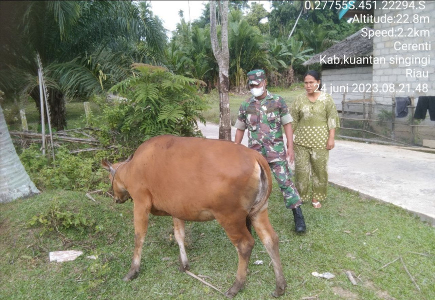 Koramil 06/Cerenti Kodim 0302/Inhu Mengantisipasi Penularan Penyakit Mulut Dan Kaki (PMK) Sapi Di Desa Binaan Teluk Pauh Kecamatan Cerenti
