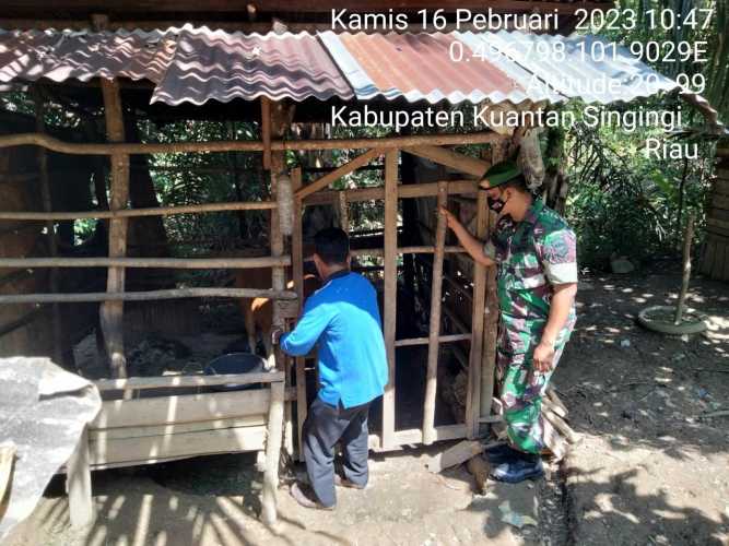 Di Desa Pulau Panjang Cerenti, Babinsa Koramil 06/Cerenti Kodim 0302/Inhu Mengantisipasi Penularan Penyakit Mulut Dan Kaki (PMK) Sapi