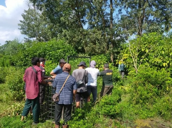 Tim BBKSDA Riau Turun ke Lokasi Serangan Harimau di Pelalawan